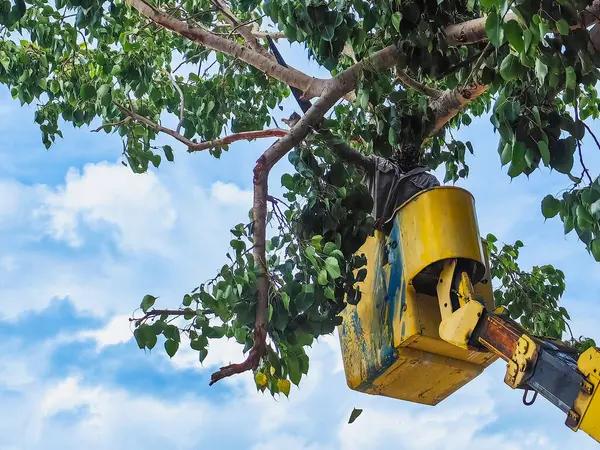 Expert Tree Service Near Me for Storm Damage Cleanup