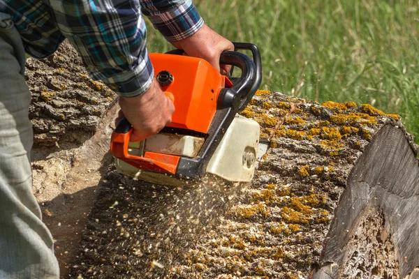 Tree Removal Service Mobile for Residential Tree Care