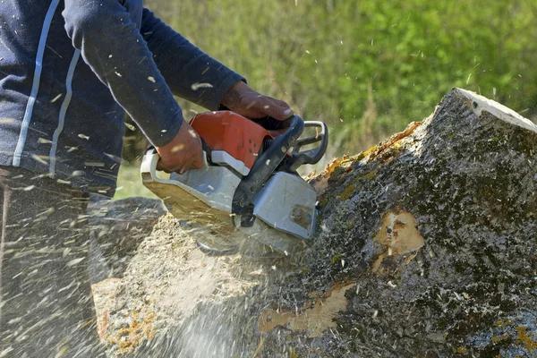 Shelton WA Tree Removal Services for Safer Outdoor Spaces